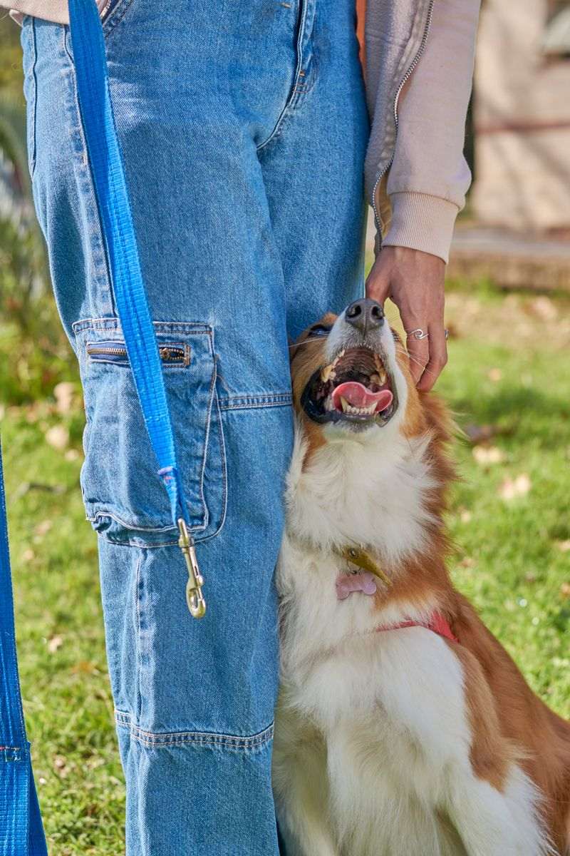 A happy dog leaning into its owner’s hand outdoors