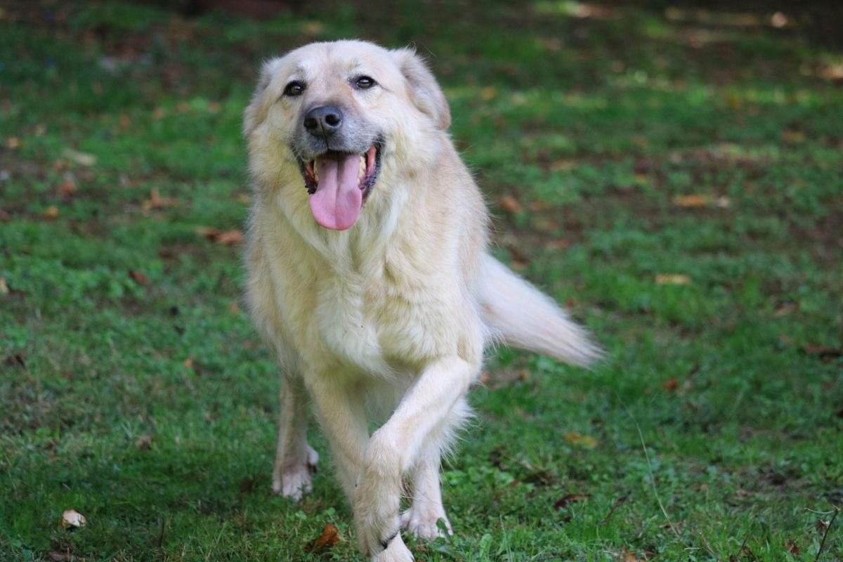A happy golden retriever running towards the camera on grass