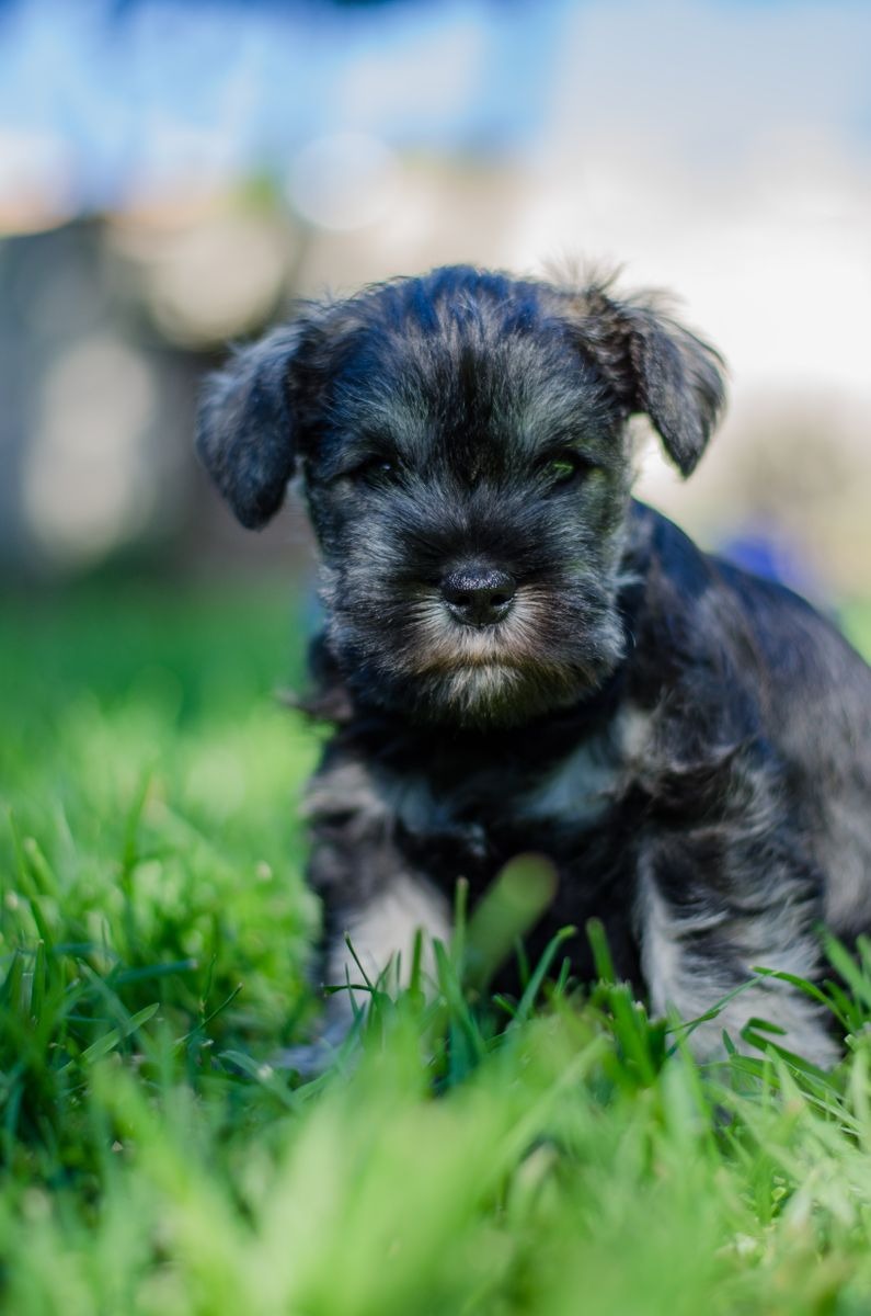 Stock photograph illustrating puppy classes